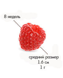 8 недель малинка.jpg